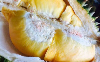 Tarikan Musang King di hotel ‘mesra durian’ pertama di dunia